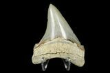 Killer, Fossil Chubutensis Tooth - Aurora, North Carolina #176588-2